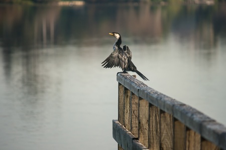 pied cormorant sitting on wooden railingの写真素材