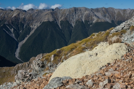vegetable sheep plant growing above Travers Valleyの写真素材