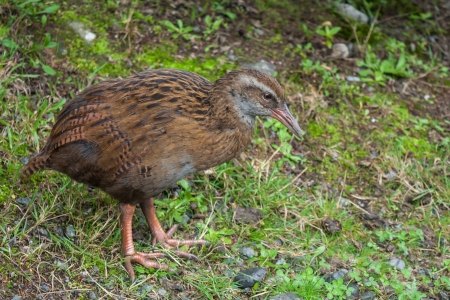 young wekaの写真素材