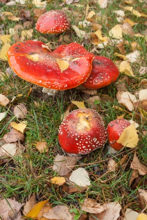 fly agaric mushrooms growing on meadowの写真素材