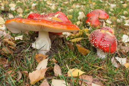 toadstools with fallen leaves in early autumnの写真素材