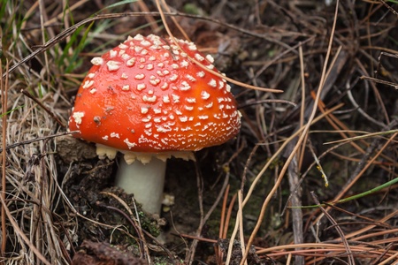 fly agaric with conifer needlesの写真素材
