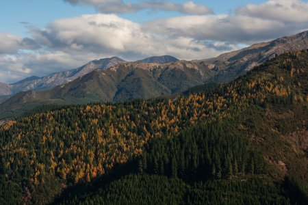 forested slopes near Lewis Passの写真素材