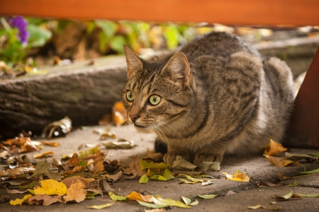 hunting tabby catの写真素材
