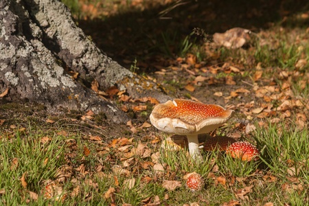 tree trunk with fly agaric mushroomsの写真素材