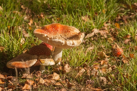 mature fly agaric mushroomsの写真素材