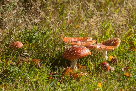 autumn meadow with toadstool mushroomsの写真素材