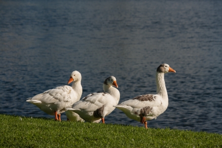 domestic geese on riverbankの写真素材