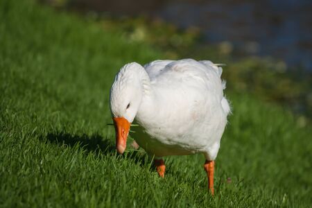 grazing domestic gooseの写真素材