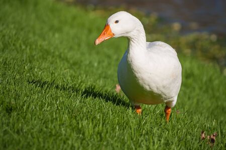 domestic goose grazing on meadowの写真素材