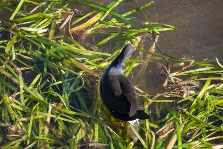 Pukeko foraging for foodの写真素材