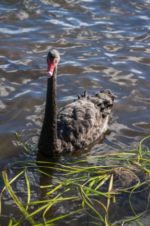 black swan floating on lakeの写真素材