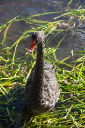 detail of black swan on lakeの写真素材