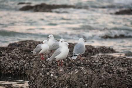 flock of gulls resting on rocksの写真素材