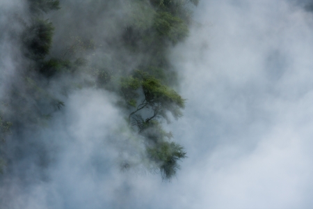 manuka tree in raising mistの写真素材