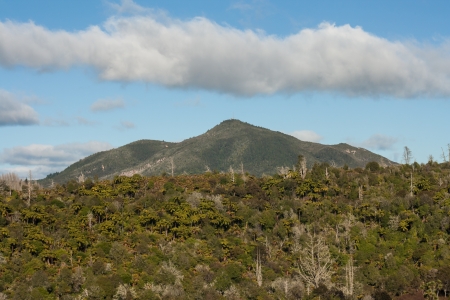 rainforest with volcano in Waimanguの写真素材