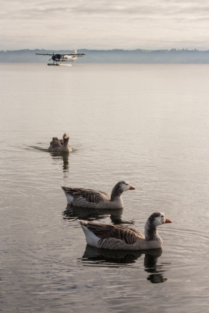 geese and plane on lake Rotoruaの写真素材