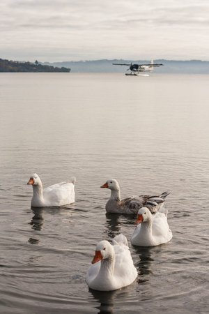 domestic geese on lake Rotorua with floatplane in background
