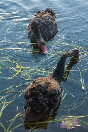 black swans searching for foodの写真素材
