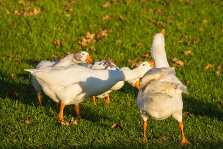 flock of defending geese on fresh grassの写真素材