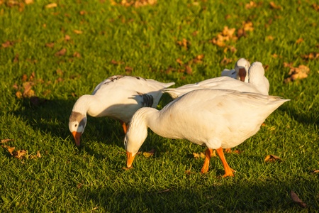 domestic geese grazing on fresh grassの写真素材