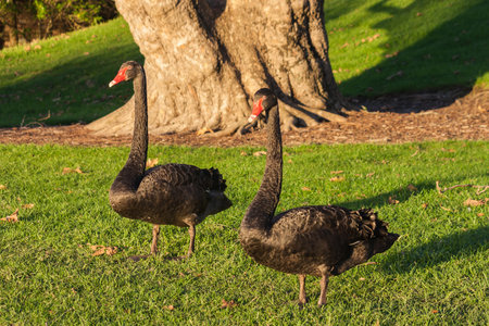 pair of black swans standing on lawn in parkの写真素材