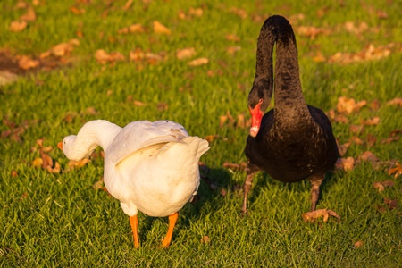 domestic goose attacking black swanの写真素材