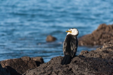 cormorant drying on volcanic rocksの写真素材
