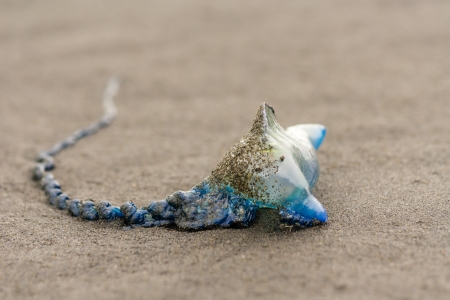 Physalia Physalisの写真素材