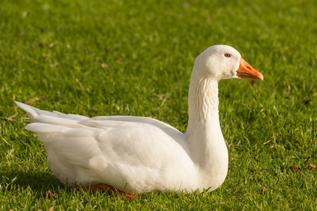 domestic goose resting on fresh grassの写真素材