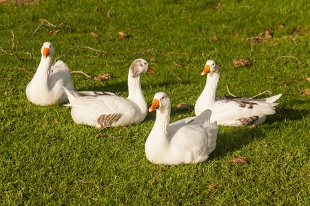 flock of domestic geese resting on fresh grassの写真素材