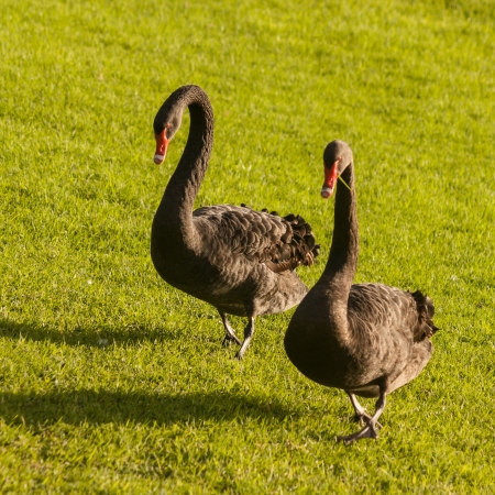 pair of black swans walking across grass lawnの写真素材