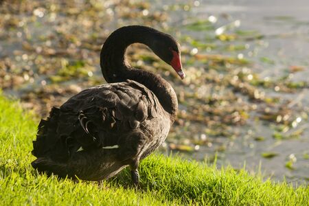 black swan resting on lake shoreの写真素材