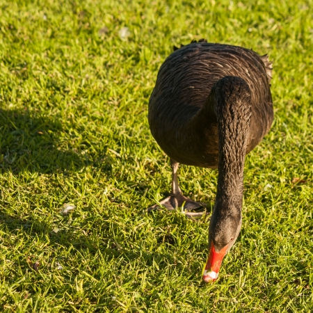 grazing black swanの写真素材