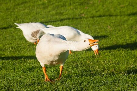 attacking domestic geeseの写真素材