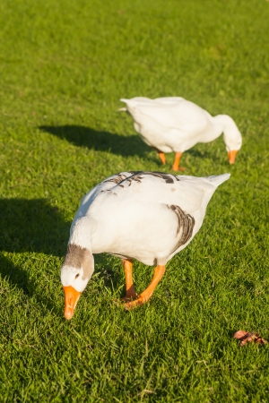 pair of grazing geeseの写真素材