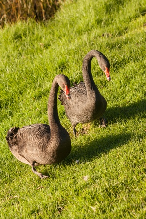 black swans grazing on fresh grassの写真素材