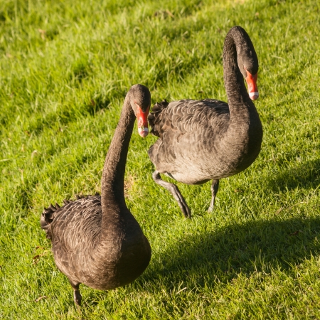 black swans on fresh grassの写真素材