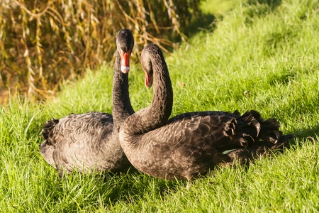 courting swansの写真素材