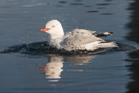 red-billed gull cleaning in pool of waterの写真素材