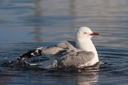 red-billed gull bathing in riverの写真素材
