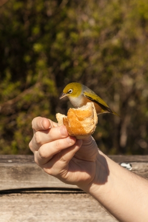 silvereye pecking from handの写真素材