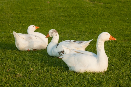 domestic geese resting on grassの写真素材