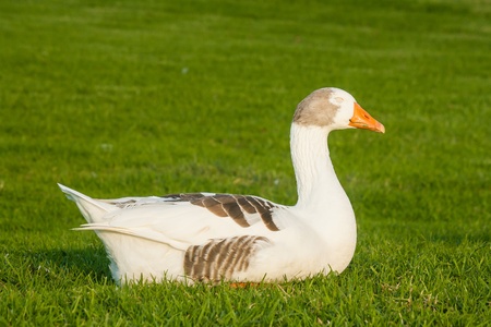 domestic goose sleeping on fresh grassの写真素材