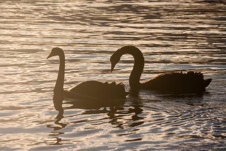 silhouette of black swans on lakeの写真素材