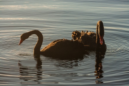 pair of courting black swansの写真素材