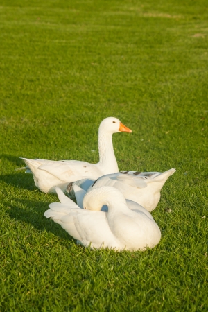 three geese resting on grassの写真素材