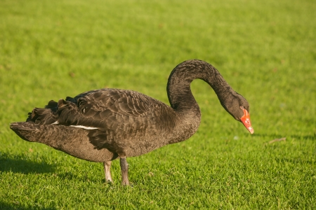 black swan on fresh grassの写真素材