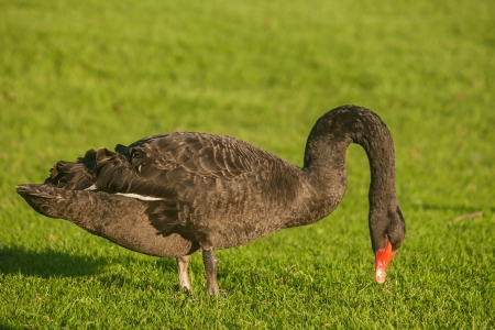 grazing black swanの写真素材