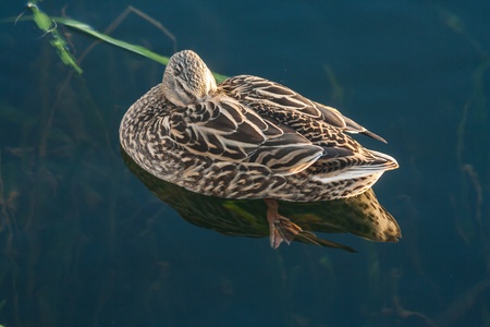 female mallard resting on waterの写真素材